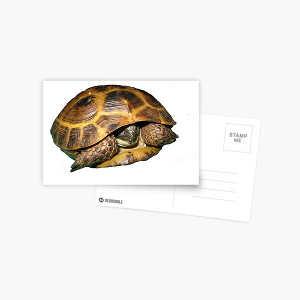Greek Tortoises in Shell Postcard