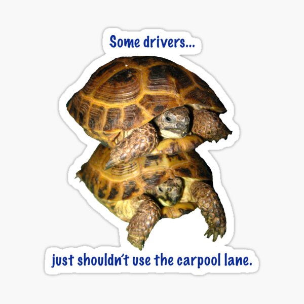Tortoises - Some people shouldn't use the car pool lane Sticker