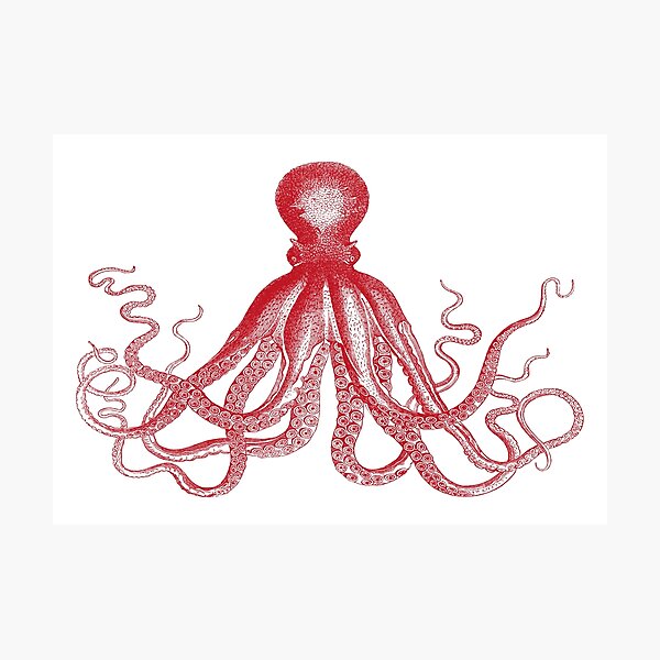 Octopus | Vintage Octopus | Tentacles | Sea Creatures | Nautical | Ocean | Sea | Beach | Red and White | Photographic Print
