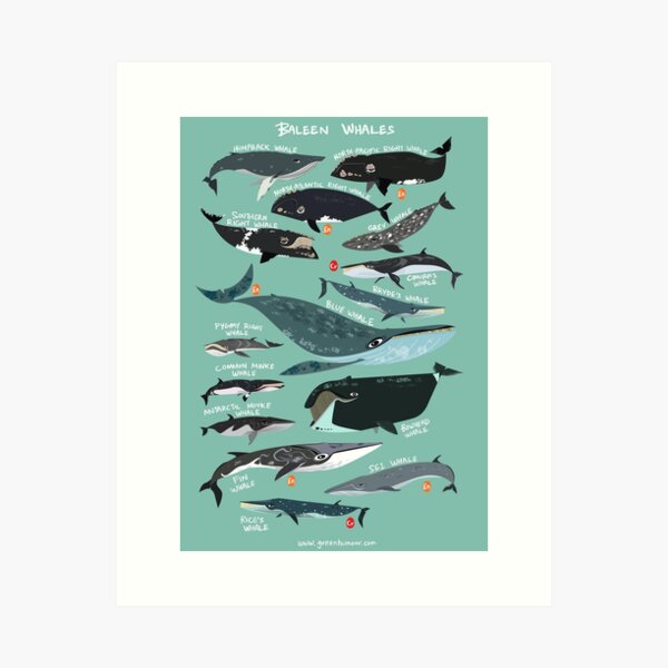 Item preview, Baleen Whales designed and sold by Green Humour.