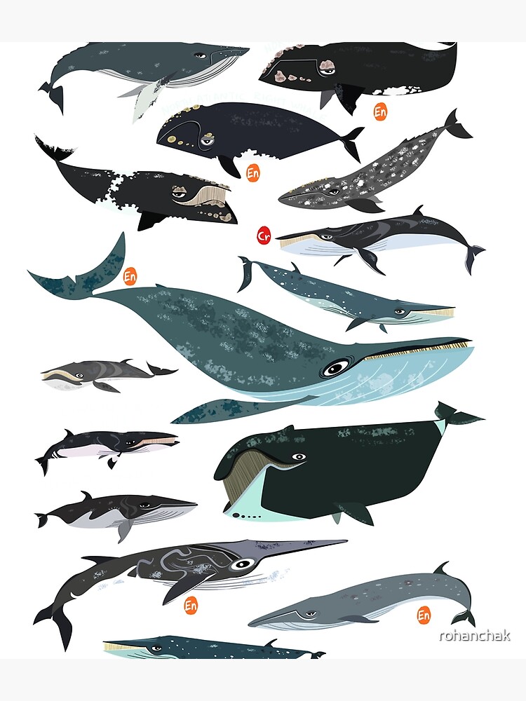 Baleen Whales by rohanchak