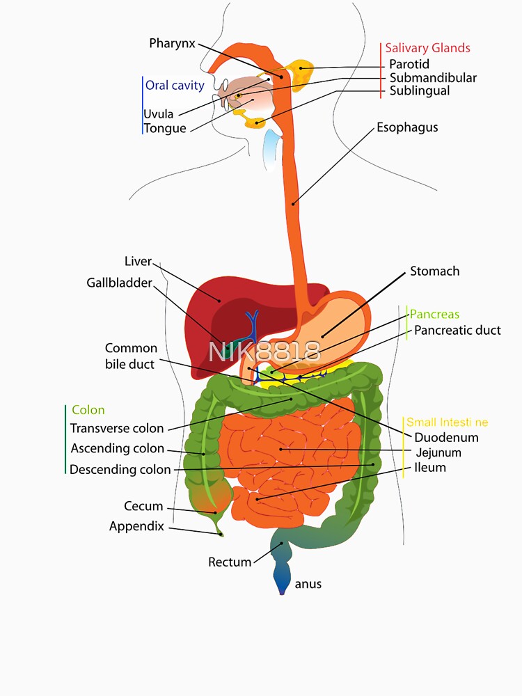 t shirt digestive system