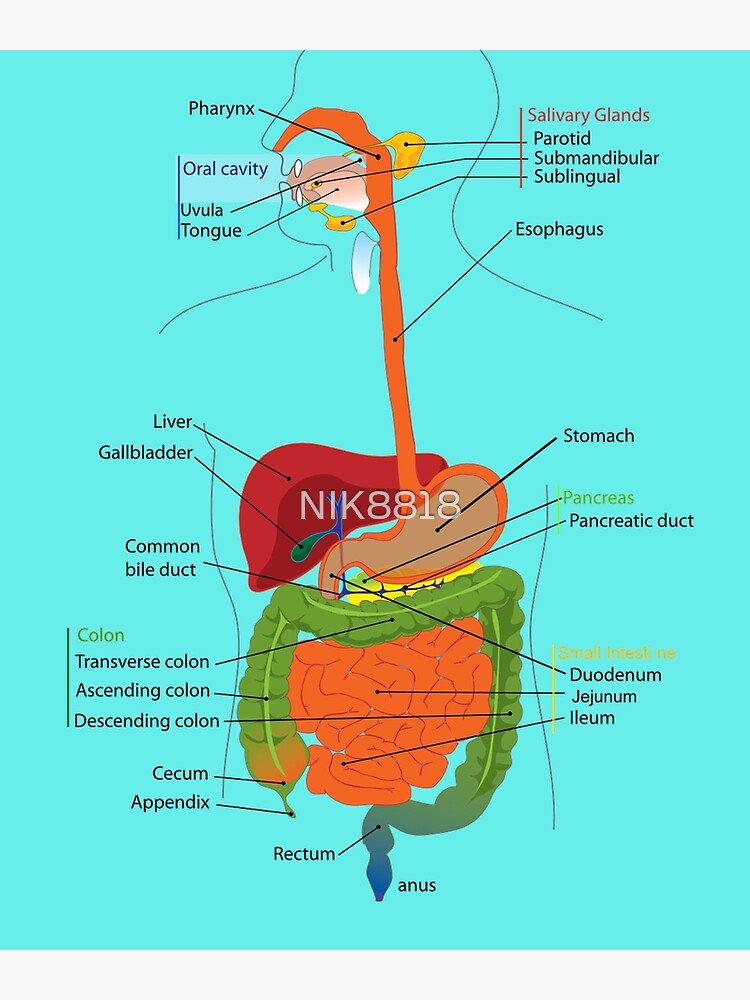 "Human Digestive System" Poster For Sale By NIK8818 | Redbubble