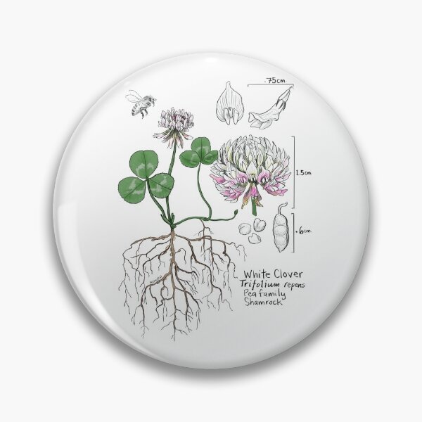 Artikelvorschau, Weißklee Botanical entworfen und verkauft von mernstw.