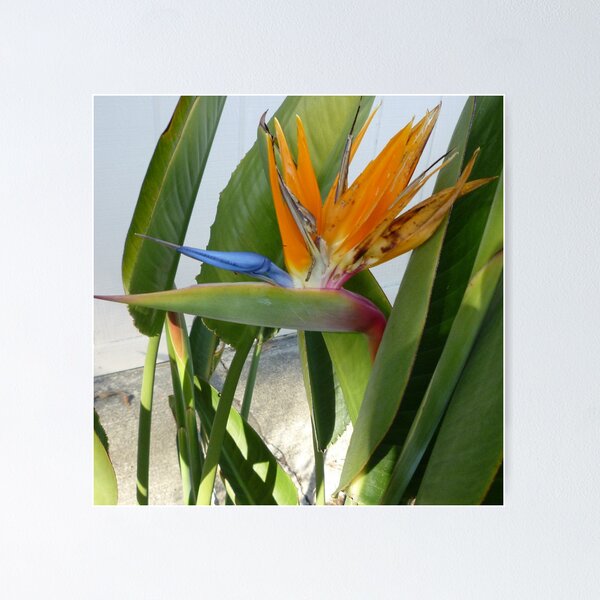 Item preview, 71510133 designed and sold by RealFlower.