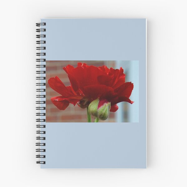 Item preview, Red, Ranunculus Flowers.....Lyme Dorset UK designed and sold by lynn carter.