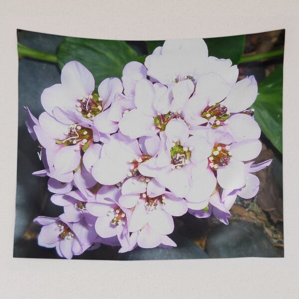 Item preview, 71511699 designed and sold by RealFlower.