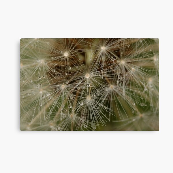 Dandy DewDrops Canvas Print