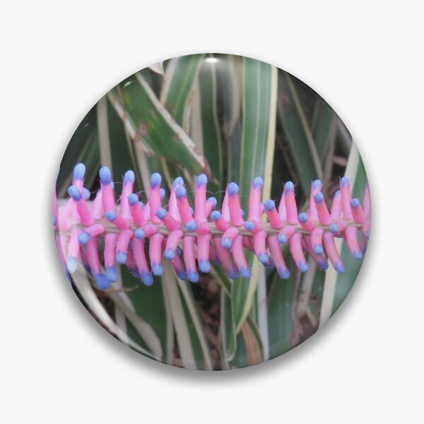 Item preview, Matchstick bromeliad designed and sold by greentiger1.