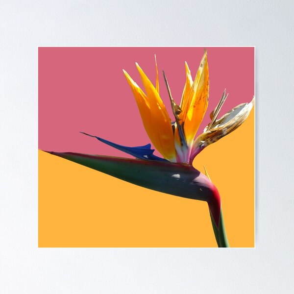 Item preview, 71515259 designed and sold by RealFlower.