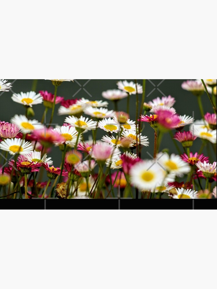 Daisy by Seashorepics