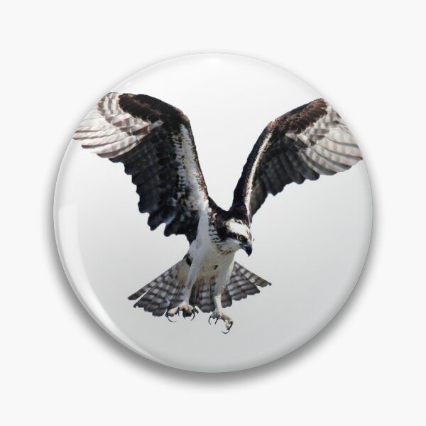 Item preview, Eagle Sticker / Eagle hunting / Falcon / Birds life designed and sold by lukas754.