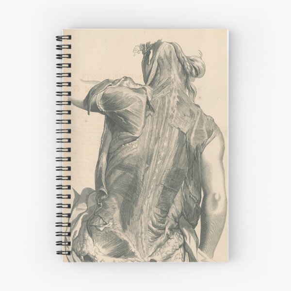 Item preview, Vintage back anatomy illustration 2 designed and sold by Humanicorporis.