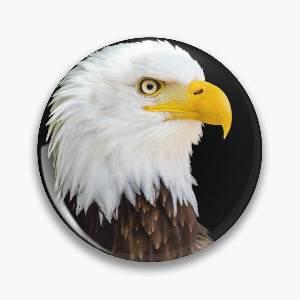 Item preview, Eagle Sticker / Eagle hunting / Falcon / Birds life Sticker designed and sold by lukas754.