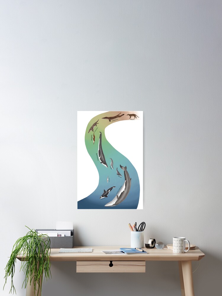 Walentwicklung Prahistorische Und Moderne Wale Poster Von Synapsid Redbubble