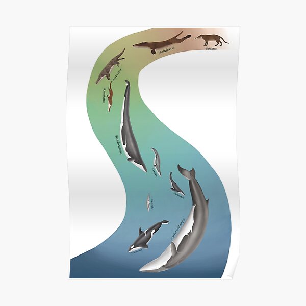 Whale evolution - prehistoric and modern whales Poster