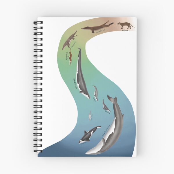 Item preview, Whale evolution - prehistoric and modern whales designed and sold by synapsid.