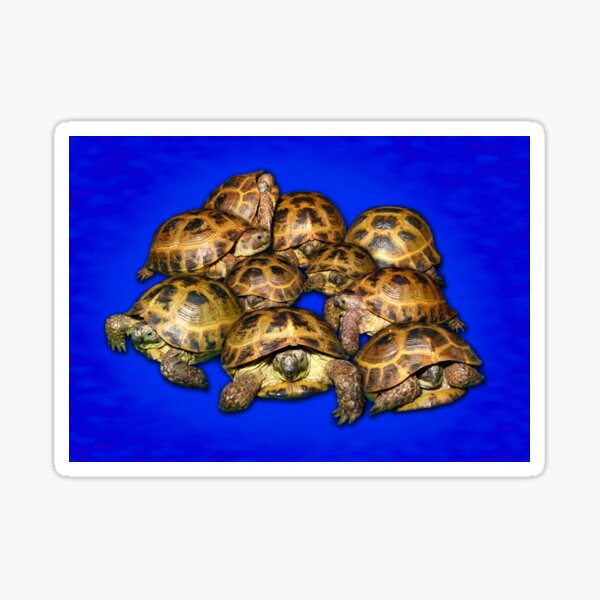 Greek Tortoise Group - Dark Blue Sticker
