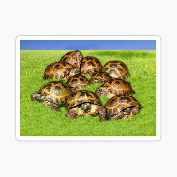 Greek Tortoise Group on Grass Background Sticker