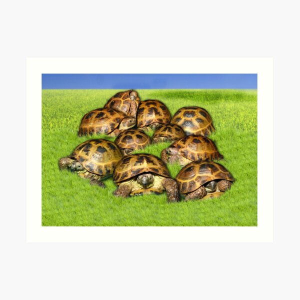 Greek Tortoise Group on Grass Background Art Print