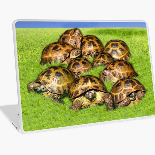 Greek Tortoise Group on Grass Background Laptop Skin