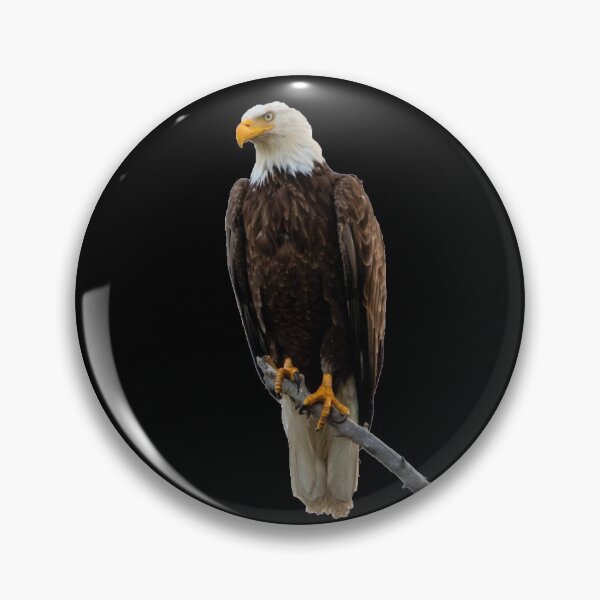 Item preview, Eagle Sticker / Eagle hunting / Falcon / Birds life Sticker designed and sold by lukas754.