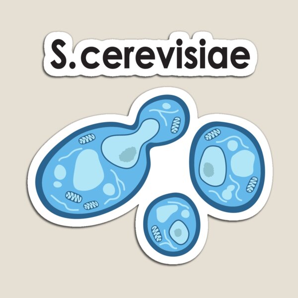 S. cerevisiae Magnet