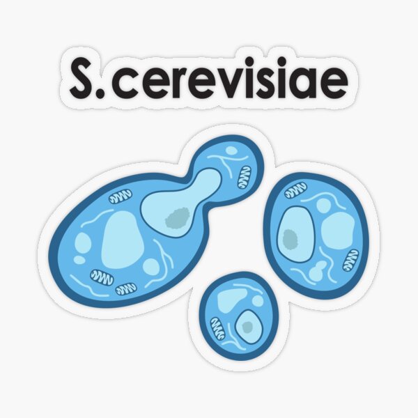 S. cerevisiae Transparenter Sticker