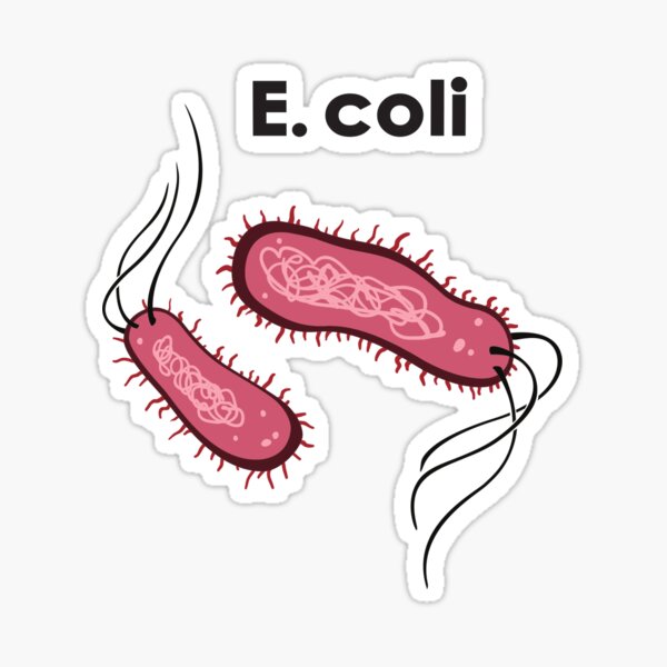 E. coli Pegatina