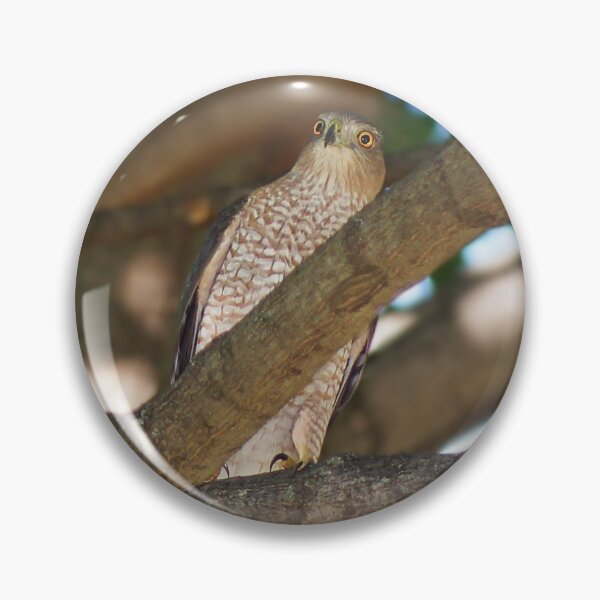 Item preview, Juvenile Cooper's Hawk designed and sold by cherylorraine.