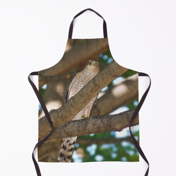 Item preview, Juvenile Cooper's Hawk designed and sold by cherylorraine.