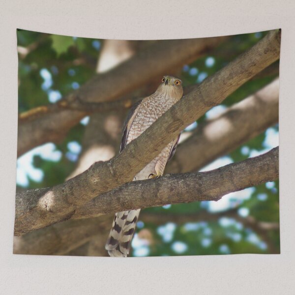 Item preview, Juvenile Cooper's Hawk designed and sold by cherylorraine.