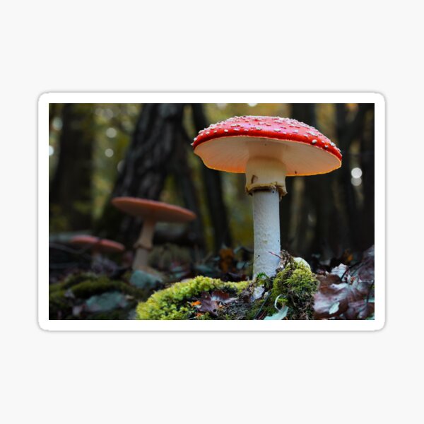 Fly Agaric Fairytale Mushroom Sticker