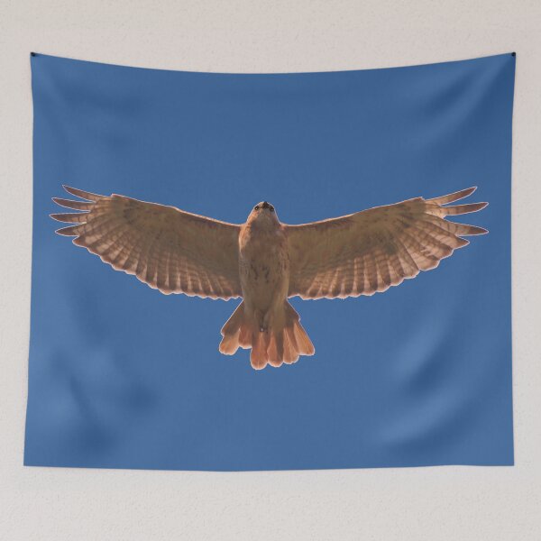 Item preview, Red Tailed Hawk designed and sold by cherylorraine.