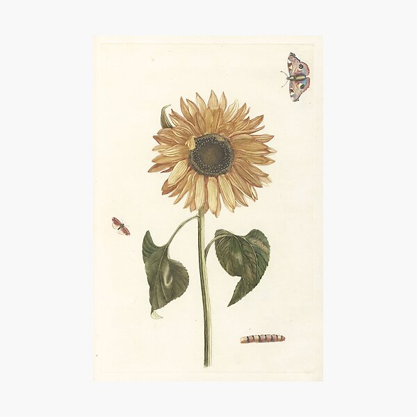 Sunflower, Caterpillar and two Butterflies, Anonymous, 1688 - 1698. Photographic Print