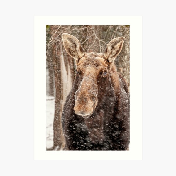 Art Print