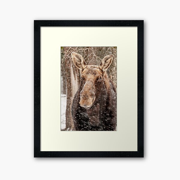 Framed Print