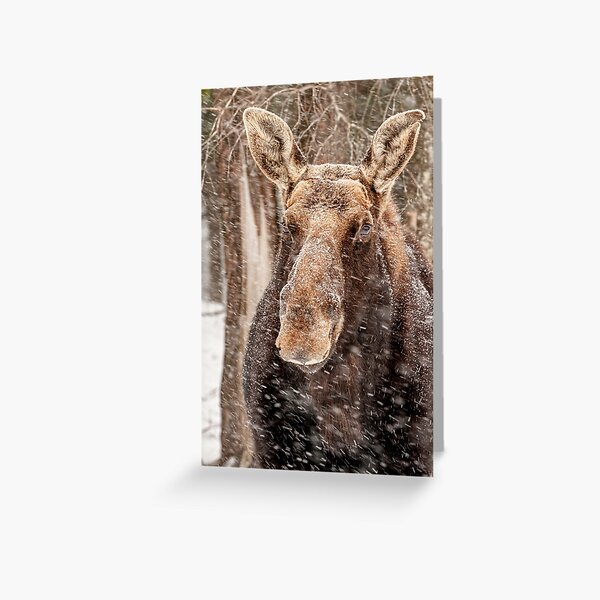 Greeting Card