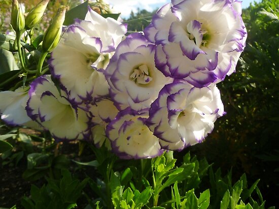 white-rose-with-purple-edges-posters-by-susanprystupa-redbubble