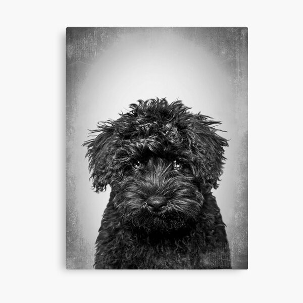 Item preview, Toy Poodle dog - BW Vintage - D86 designed and sold by DecoVintage.