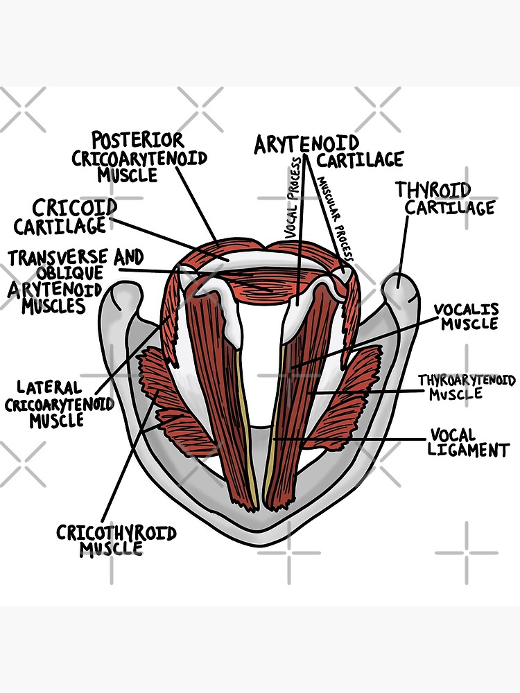 "Vocal folds anatomy" Poster by Kru22 | Redbubble