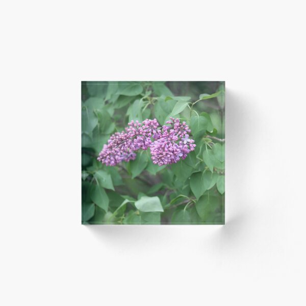 Spring Lilacs Acrylic Block