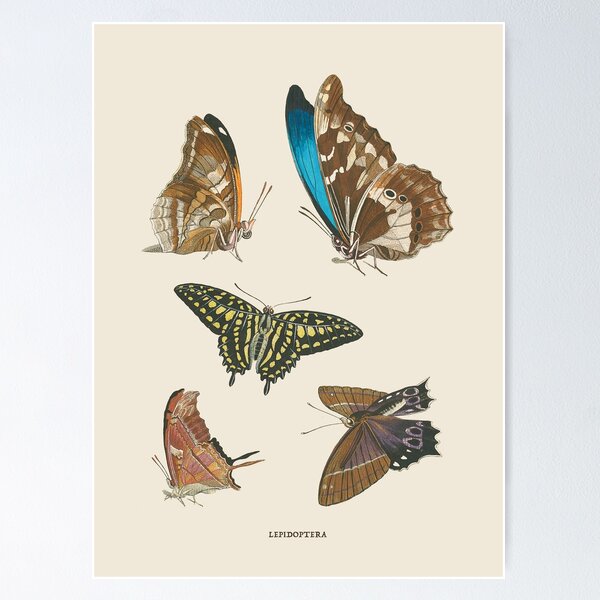 Item preview, Butterflies Antique Naturalist Illustration designed and sold by Antiquated Art.