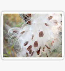 Milkweed Seeds Sticker