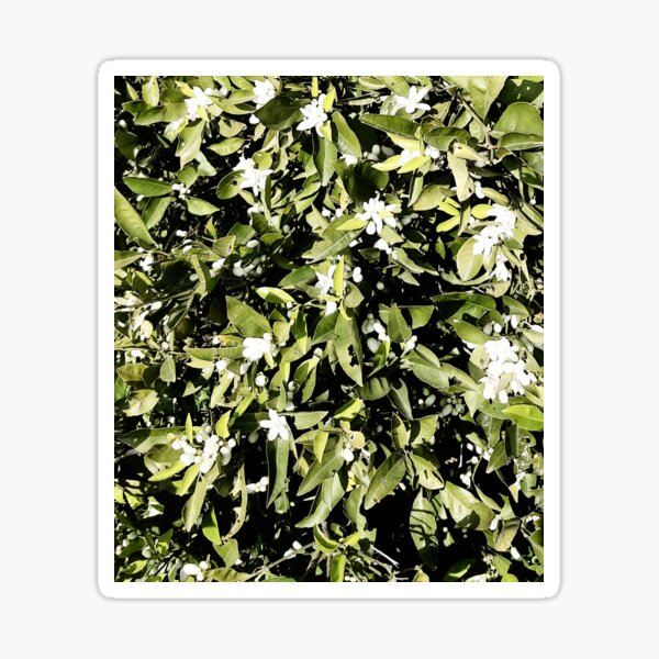 Item preview, Azahar Primavera designed and sold by achoprop.