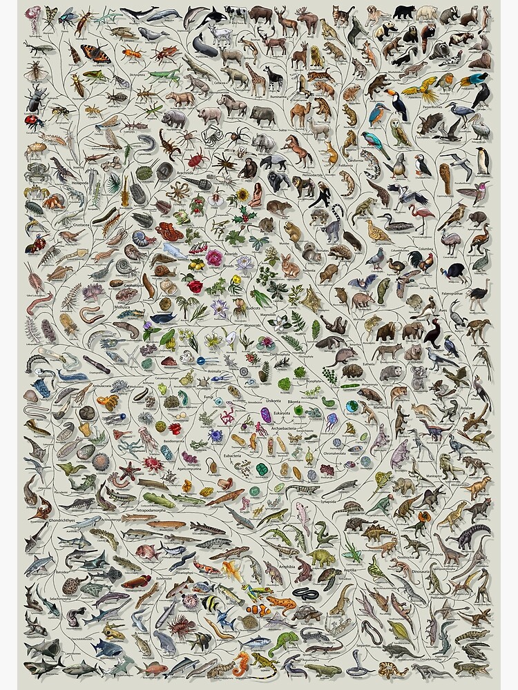 Tree of Life Poster - Animal and Plant Evolution - Colour (Scientific Annotations others available) Grey by EvolutionPoster