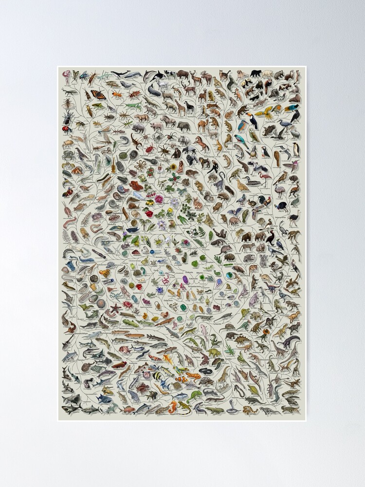 Alternate view of Tree of Life Poster - Animal and Plant Evolution - Colour (Scientific Annotations others available) Grey Poster