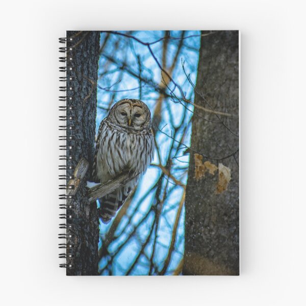 Item preview, Barred Owl #3 designed and sold by Imalairdphotos.