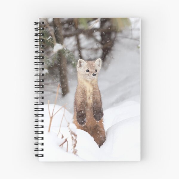 Item preview, American Marten designed and sold by mlorenz.