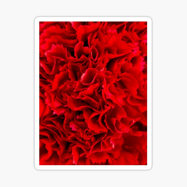 Red Carnations Sticker
